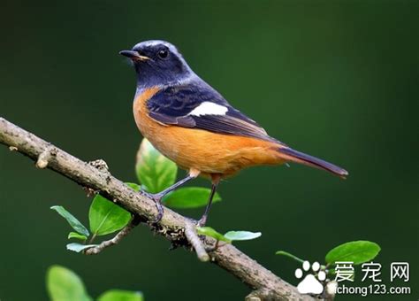 家裡養鳥好嗎|家裡可以養鳥嗎？